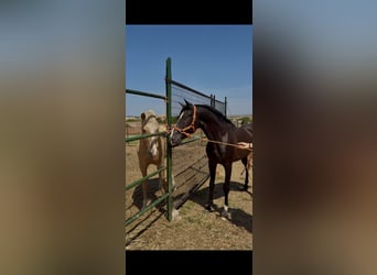 Lusitanos, Hengst, 5 Jahre, 160 cm, Rappe