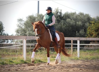 Lusitanos, Hengst, 5 Jahre, 161 cm, Fuchs