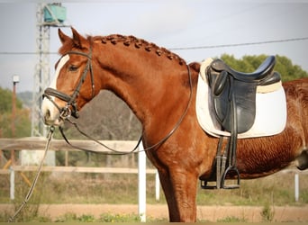 Lusitanos, Hengst, 5 Jahre, 161 cm, Fuchs
