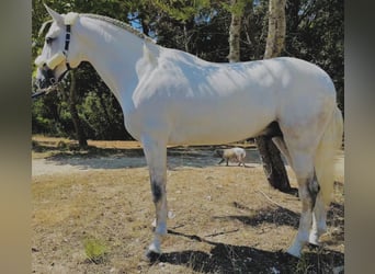 Lusitanos, Hengst, 5 Jahre, 161 cm, Schimmel