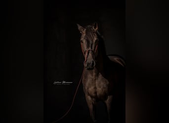 Lusitanos, Hengst, 5 Jahre, 162 cm, Buckskin
