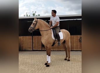 Lusitanos, Hengst, 5 Jahre, 162 cm, Palomino