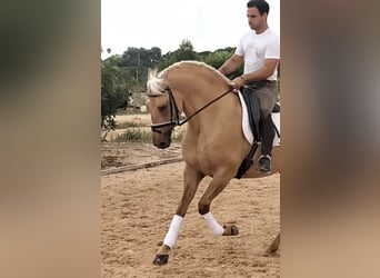 Lusitanos, Hengst, 5 Jahre, 162 cm, Palomino