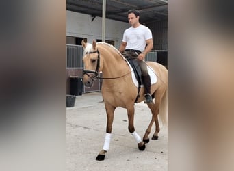 Lusitanos, Hengst, 5 Jahre, 162 cm, Palomino