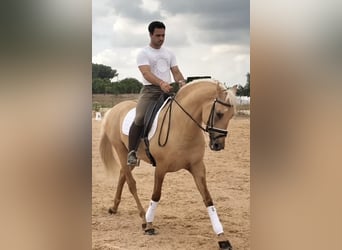 Lusitanos, Hengst, 5 Jahre, 162 cm, Palomino