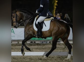 Lusitanos, Hengst, 5 Jahre, 163 cm, Brauner