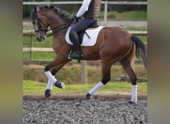 Lusitanos, Hengst, 5 Jahre, 163 cm, Brauner