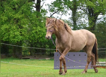 Lusitanos, Hengst, 5 Jahre, 163 cm, Pearl