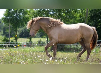 Lusitanos, Hengst, 5 Jahre, 163 cm, Pearl