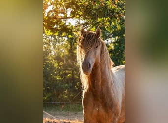Lusitanos, Hengst, 5 Jahre, 163 cm, Pearl