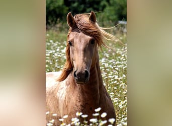 Lusitanos, Hengst, 5 Jahre, 163 cm, Pearl