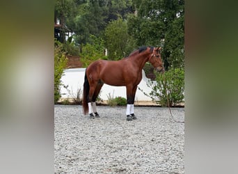 Lusitanos, Hengst, 5 Jahre, 164 cm, Brauner