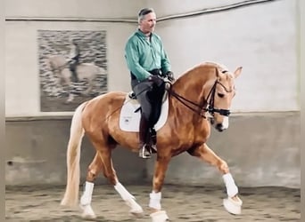 Lusitanos, Hengst, 5 Jahre, 164 cm, Palomino