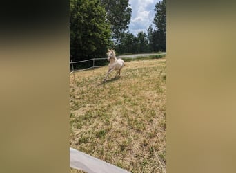 Lusitanos, Hengst, 5 Jahre, 165 cm, Perlino