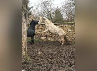 Lusitanos, Hengst, 5 Jahre, 165 cm, Perlino