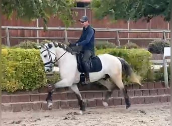 Lusitanos, Hengst, 5 Jahre, 165 cm, Schimmel