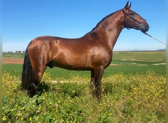 Lusitanos, Hengst, 5 Jahre, 167 cm, Brauner Lusitanos, Hengst, 5 Jahre, 167 cm, Brauner