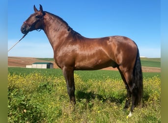 Lusitanos, Hengst, 5 Jahre, 167 cm, Brauner Lusitanos, Hengst, 5 Jahre, 167 cm, Brauner