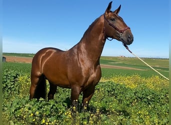 Lusitanos, Hengst, 5 Jahre, 167 cm, Brauner Lusitanos, Hengst, 5 Jahre, 167 cm, Brauner
