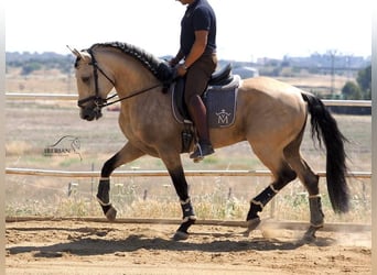 Lusitanos Mix, Hengst, 5 Jahre, 168 cm, Falbe