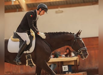 Lusitanos Mix, Hengst, 5 Jahre, 168 cm