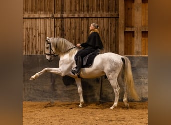 Lusitanos, Hengst, 5 Jahre, 168 cm, Schimmel