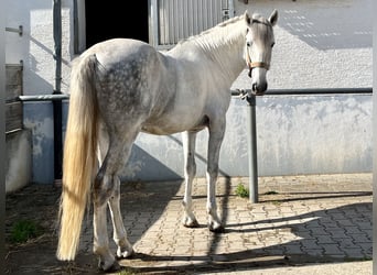 Lusitanos, Hengst, 5 Jahre, 168 cm, Schimmel