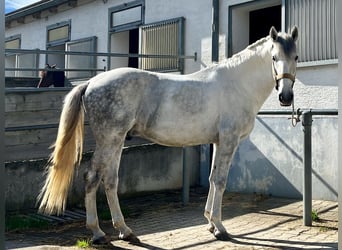 Lusitanos, Hengst, 5 Jahre, 168 cm, Schimmel