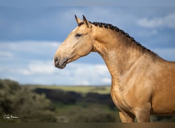 Lusitanos, Hengst, 5 Jahre, Falbe