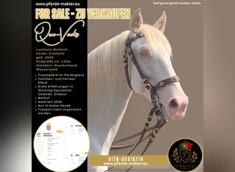 Lusitanos, Hengst, 6 Jahre, 151 cm, Cremello