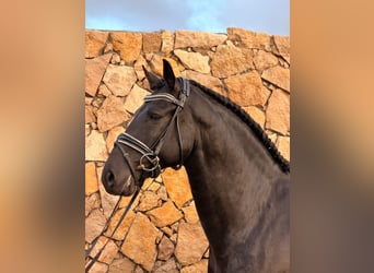 Lusitanos, Hengst, 6 Jahre, 155 cm, Rappe