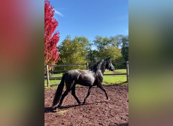 Lusitanos, Hengst, 6 Jahre, 158 cm, Schwarzbrauner