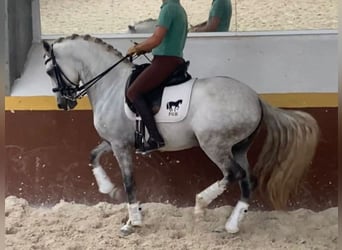 Lusitanos, Hengst, 6 Jahre, 162 cm, Schimmel