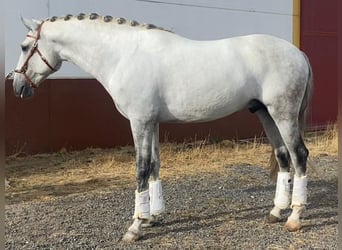 Lusitanos, Hengst, 6 Jahre, 162 cm, Schimmel