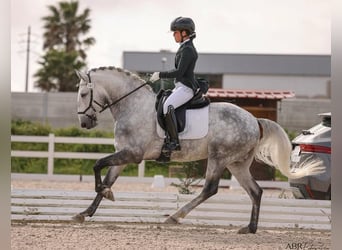 Lusitanos, Hengst, 6 Jahre, 164 cm, Apfelschimmel