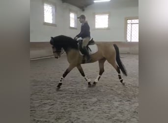 Lusitanos, Hengst, 6 Jahre, 167 cm, Falbe