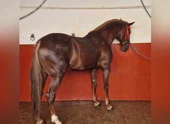 Lusitanos, Hengst, 6 Jahre, 175 cm, Fuchs