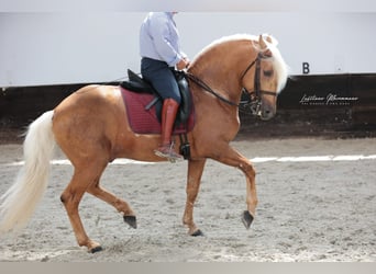 Lusitanos Mix, Hengst, 7 Jahre, 160 cm, Palomino
