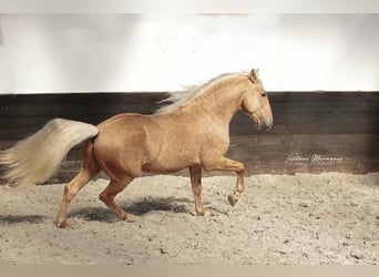 Lusitanos Mix, Hengst, 7 Jahre, 160 cm, Palomino