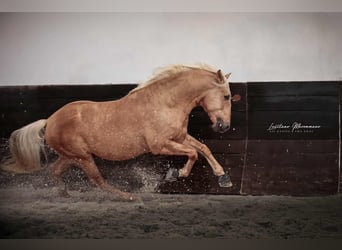 Lusitanos Mix, Hengst, 7 Jahre, 160 cm, Palomino