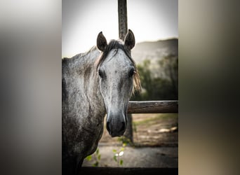 Lusitanos, Hengst, 7 Jahre, 162 cm, Schimmel
