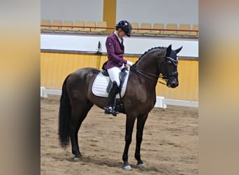 Lusitanos, Hengst, 7 Jahre, 163 cm, Dunkelbrauner
