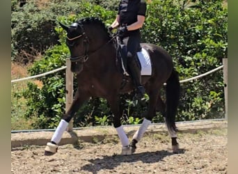 Lusitanos, Hengst, 7 Jahre, 163 cm, Dunkelbrauner