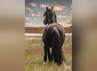 Lusitanos, Hengst, 7 Jahre, 163 cm, Rappe