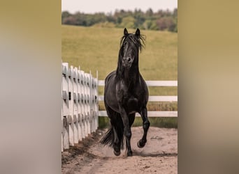 Lusitanos, Hengst, 7 Jahre, 163 cm, Rappe