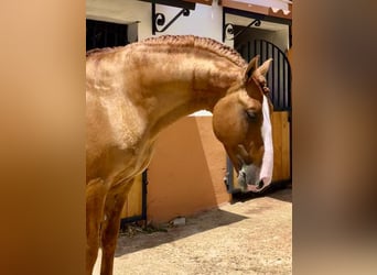 Lusitanos, Hengst, 7 Jahre, 166 cm, Red Dun