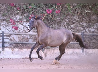 Lusitanos, Hengst, 7 Jahre, 168 cm, Grullo