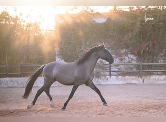 Lusitanos, Hengst, 7 Jahre, 168 cm, Grullo