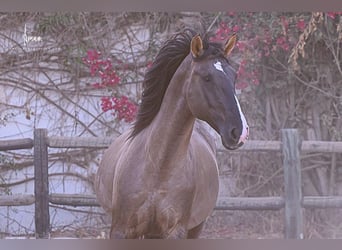 Lusitanos, Hengst, 7 Jahre, 168 cm, Grullo