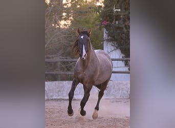 Lusitanos, Hengst, 7 Jahre, 168 cm, Grullo